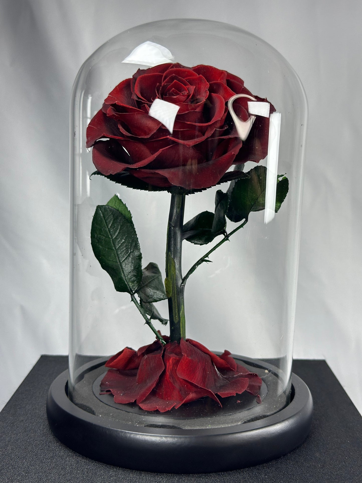 A single preserved burgundy Rose