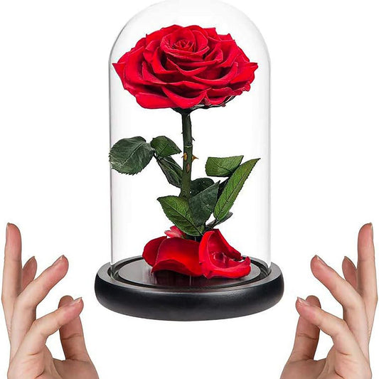 Preserved Red Rose By Giftkart 🌹🌹