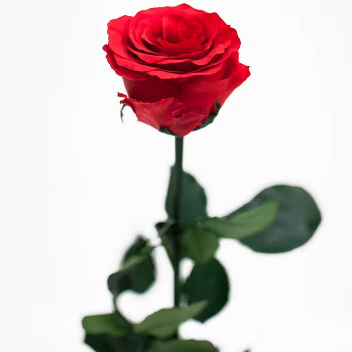 Valentine’s Red Rose