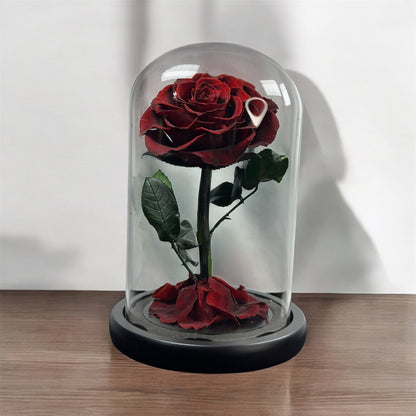 A single preserved burgundy Rose